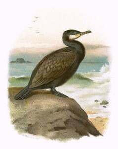 Cormorant